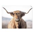 Picture of Shaggy Bull II _GroupedProduct_Rectangle_Landscape_Photography _GroupedProduct_Rectangle_Landscape_Unframed_Print_Only_