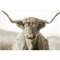 Picture of Shaggy Bull II _GroupedProduct_Rectangle_Landscape_Photography _GroupedProduct_Rectangle_Landscape_Unframed_Print_Only_