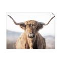 Picture of Shaggy Bull II _GroupedProduct_Rectangle_Landscape_Photography _GroupedProduct_Rectangle_Landscape_Unframed_Print_Only_