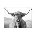 Picture of Shaggy Bull II _GroupedProduct_Rectangle_Landscape_Photography _GroupedProduct_Rectangle_Landscape_Unframed_Print_Only_
