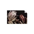 Picture of Beautiful Blooms _GroupedProduct_Rectangle_Landscape_Photography _GroupedProduct_Rectangle_Landscape_Unframed_Print_Only_