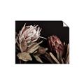 Picture of Beautiful Blooms _GroupedProduct_Rectangle_Landscape_Photography _GroupedProduct_Rectangle_Landscape_Unframed_Print_Only_