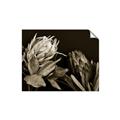 Picture of Beautiful Blooms _GroupedProduct_Rectangle_Landscape_Photography _GroupedProduct_Rectangle_Landscape_Unframed_Print_Only_