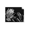Picture of Beautiful Blooms _GroupedProduct_Rectangle_Landscape_Photography _GroupedProduct_Rectangle_Landscape_Unframed_Print_Only_