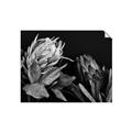 Picture of Beautiful Blooms _GroupedProduct_Rectangle_Landscape_Photography _GroupedProduct_Rectangle_Landscape_Unframed_Print_Only_