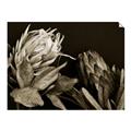 Picture of Beautiful Blooms _GroupedProduct_Rectangle_Landscape_Photography _GroupedProduct_Rectangle_Landscape_Unframed_Print_Only_