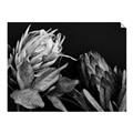 Picture of Beautiful Blooms _GroupedProduct_Rectangle_Landscape_Photography _GroupedProduct_Rectangle_Landscape_Unframed_Print_Only_