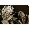 Picture of Beautiful Blooms _GroupedProduct_Rectangle_Landscape_Photography _GroupedProduct_Rectangle_Landscape_Unframed_Print_Only_