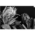 Picture of Beautiful Blooms _GroupedProduct_Rectangle_Landscape_Photography _GroupedProduct_Rectangle_Landscape_Unframed_Print_Only_