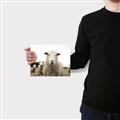 Picture of Sheepily _GroupedProduct_Rectangle_Landscape_Photography _GroupedProduct_Rectangle_Landscape_Canvas_