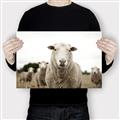 Picture of Sheepily _GroupedProduct_Rectangle_Landscape_Photography _GroupedProduct_Rectangle_Landscape_Canvas_