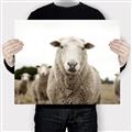 Picture of Sheepily _GroupedProduct_Rectangle_Landscape_Photography _GroupedProduct_Rectangle_Landscape_Canvas_