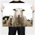 Picture of Sheepily _GroupedProduct_Rectangle_Landscape_Photography _GroupedProduct_Rectangle_Landscape_Canvas_