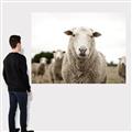 Picture of Sheepily _GroupedProduct_Rectangle_Landscape_Photography _GroupedProduct_Rectangle_Landscape_Canvas_