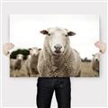 Picture of Sheepily _GroupedProduct_Rectangle_Landscape_Photography _GroupedProduct_Rectangle_Landscape_Canvas_