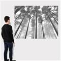 Picture of Sky High Trees _GroupedProduct_Rectangle_Landscape_Photography _GroupedProduct_Rectangle_Landscape_Canvas_