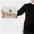 Picture of Dessert Tree _GroupedProduct_Rectangle_Landscape_Photography _GroupedProduct_Rectangle_Landscape_Canvas_