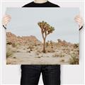 Picture of Dessert Tree _GroupedProduct_Rectangle_Landscape_Photography _GroupedProduct_Rectangle_Landscape_Canvas_