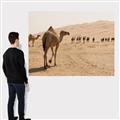 Picture of Camel Walk _GroupedProduct_Rectangle_Landscape_Photography _GroupedProduct_Rectangle_Landscape_Canvas_