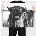 Picture of Bull in the Grass _GroupedProduct_Rectangle_Landscape_Photography _GroupedProduct_Rectangle_Landscape_Canvas_