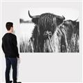 Picture of Bull in the Grass _GroupedProduct_Rectangle_Landscape_Photography _GroupedProduct_Rectangle_Landscape_Canvas_