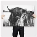 Picture of Bull in the Grass _GroupedProduct_Rectangle_Landscape_Photography _GroupedProduct_Rectangle_Landscape_Canvas_