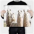 Picture of Llama Fam _GroupedProduct_Rectangle_Landscape_Photography _GroupedProduct_Rectangle_Landscape_Canvas_