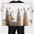Picture of Llama Fam _GroupedProduct_Rectangle_Landscape_Photography _GroupedProduct_Rectangle_Landscape_Canvas_