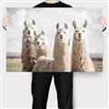 Picture of Llama Fam _GroupedProduct_Rectangle_Landscape_Photography _GroupedProduct_Rectangle_Landscape_Canvas_