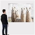 Picture of Llama Fam _GroupedProduct_Rectangle_Landscape_Photography _GroupedProduct_Rectangle_Landscape_Canvas_