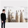 Picture of Llama Fam _GroupedProduct_Rectangle_Landscape_Photography _GroupedProduct_Rectangle_Landscape_Canvas_