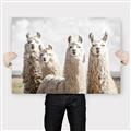 Picture of Llama Fam _GroupedProduct_Rectangle_Landscape_Photography _GroupedProduct_Rectangle_Landscape_Canvas_