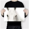 Picture of White horse _GroupedProduct_Rectangle_Landscape_Photography _GroupedProduct_Rectangle_Landscape_Canvas_