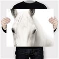 Picture of White horse _GroupedProduct_Rectangle_Landscape_Photography _GroupedProduct_Rectangle_Landscape_Canvas_