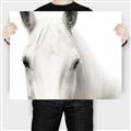 Picture of White horse _GroupedProduct_Rectangle_Landscape_Photography _GroupedProduct_Rectangle_Landscape_Canvas_