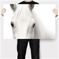 Picture of White horse _GroupedProduct_Rectangle_Landscape_Photography _GroupedProduct_Rectangle_Landscape_Canvas_