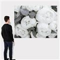 Picture of White Blooms _GroupedProduct_Rectangle_Landscape_Photography _GroupedProduct_Rectangle_Landscape_Canvas_