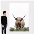 Picture of Cow on the Range _GroupedProduct_Rectangle_Portrait_Photography _GroupedProduct_Rectangle_Portrait_Canvas_
