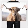 Picture of Shaggy Bull II _GroupedProduct_Rectangle_Landscape_Photography _GroupedProduct_Rectangle_Landscape_Canvas_