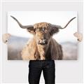 Picture of Shaggy Bull II _GroupedProduct_Rectangle_Landscape_Photography _GroupedProduct_Rectangle_Landscape_Canvas_