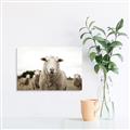 Picture of Sheepily _GroupedProduct_Rectangle_Landscape_Photography _GroupedProduct_Rectangle_Landscape_Canvas_