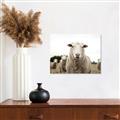 Picture of Sheepily _GroupedProduct_Rectangle_Landscape_Photography _GroupedProduct_Rectangle_Landscape_Canvas_