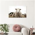 Picture of Sheepily _GroupedProduct_Rectangle_Landscape_Photography _GroupedProduct_Rectangle_Landscape_Canvas_