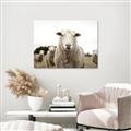 Picture of Sheepily _GroupedProduct_Rectangle_Landscape_Photography _GroupedProduct_Rectangle_Landscape_Canvas_