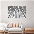 Picture of Sky High Trees _GroupedProduct_Rectangle_Landscape_Photography _GroupedProduct_Rectangle_Landscape_Canvas_