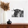 Picture of Bull in the Grass _GroupedProduct_Rectangle_Landscape_Photography _GroupedProduct_Rectangle_Landscape_Canvas_