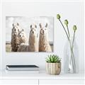 Picture of Llama Fam _GroupedProduct_Rectangle_Landscape_Photography _GroupedProduct_Rectangle_Landscape_Canvas_