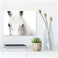 Picture of White horse _GroupedProduct_Rectangle_Landscape_Photography _GroupedProduct_Rectangle_Landscape_Canvas_