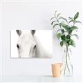 Picture of White horse _GroupedProduct_Rectangle_Landscape_Photography _GroupedProduct_Rectangle_Landscape_Canvas_