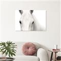 Picture of White horse _GroupedProduct_Rectangle_Landscape_Photography _GroupedProduct_Rectangle_Landscape_Canvas_